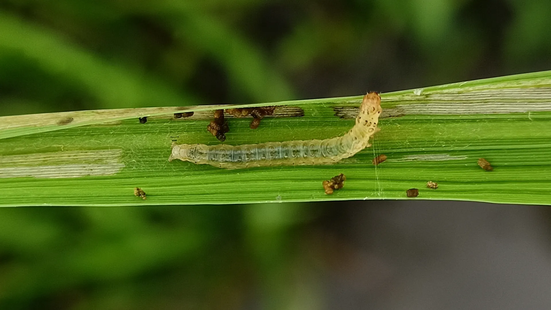 Leaffolder caterpillar