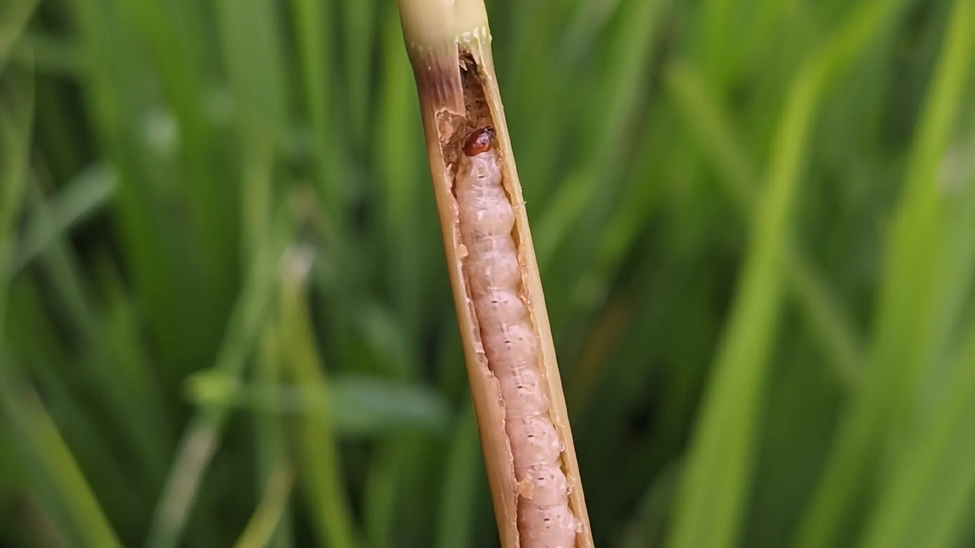 Stem borer caterpillar