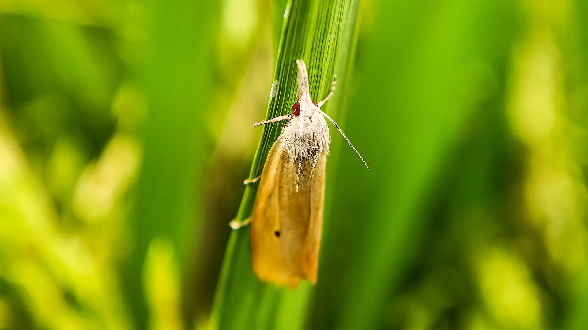 Adult Stem borer